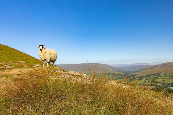 THE YORKSHIRE DALES header image